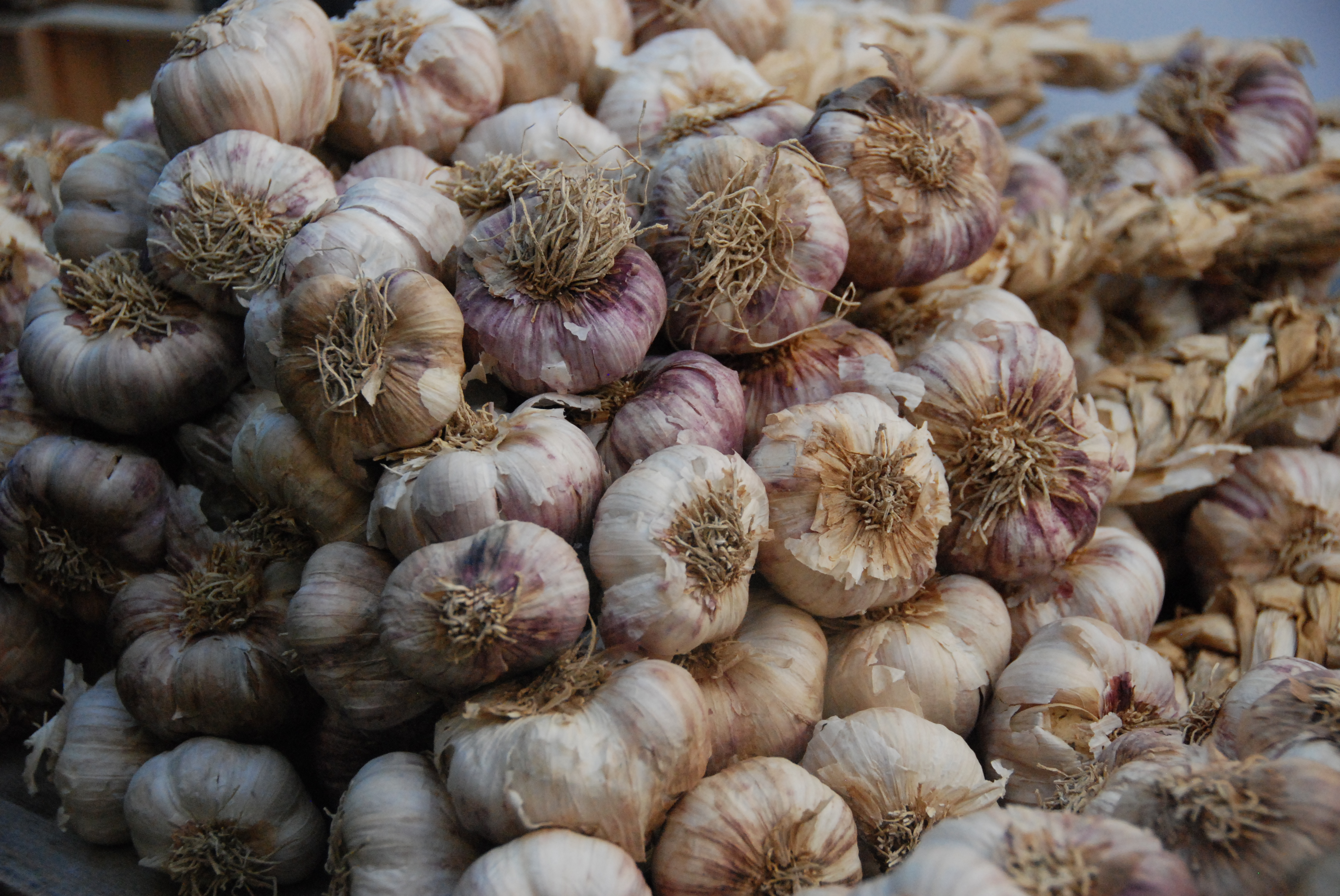 GARLIC