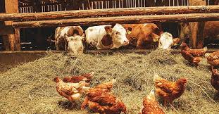 GAVRAN POULTRY